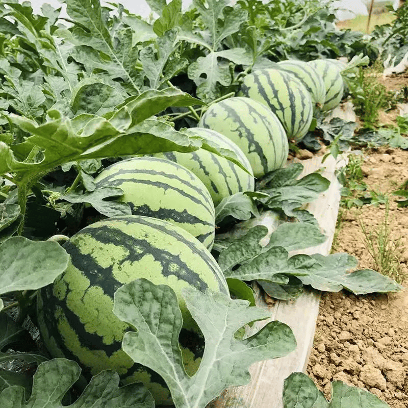 🔥 (New Harvest)🔥🍉Lazy Man's Watermelon Seeds| 🌿Pre-Primed for High Germination (99% Germination)