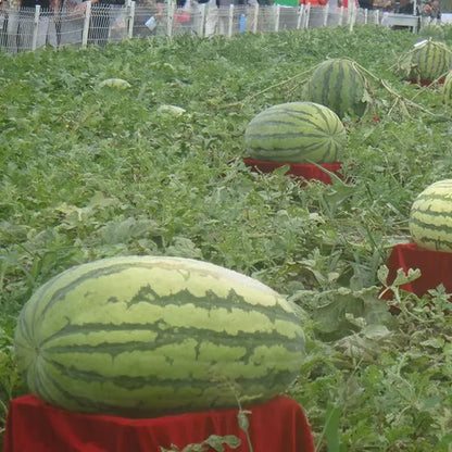 🔥 (New Harvest)🔥🍉Lazy Man's Watermelon Seeds| 🌿Pre-Primed for High Germination (99% Germination)