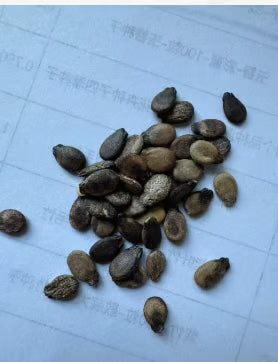 🔥 (New Harvest)🔥🍉Lazy Man's Watermelon Seeds| 🌿Pre-Primed for High Germination (99% Germination)
