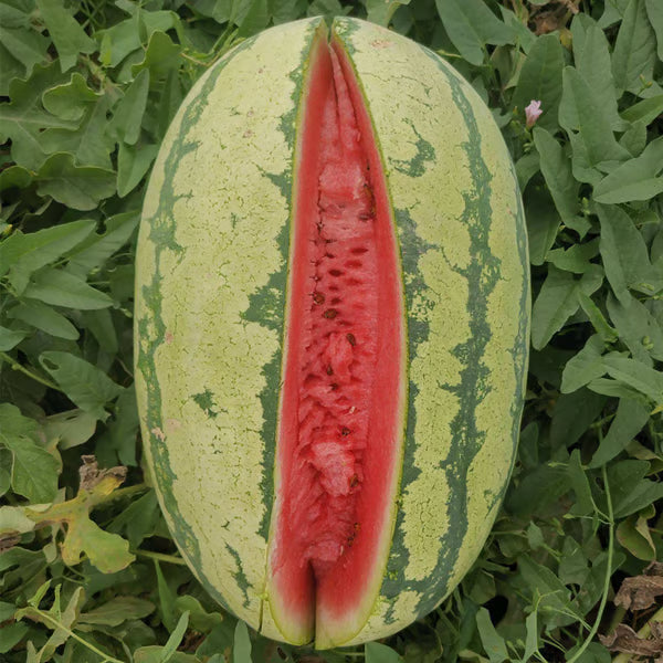🔥 (New Harvest)🔥🍉Lazy Man's Watermelon Seeds| 🌿Pre-Primed for High Germination (99% Germination)