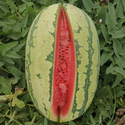 🔥 (New Harvest)🔥🍉Lazy Man's Watermelon Seeds| 🌿Pre-Primed for High Germination (99% Germination)
