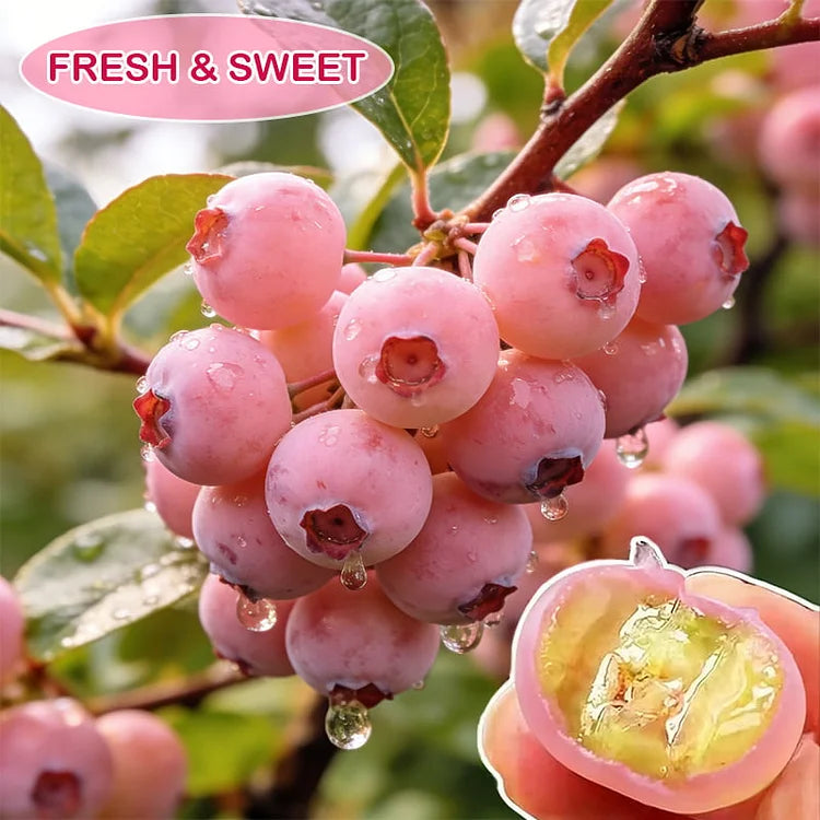 Pink Blueberries|Most Choice🔥Buy 3 Get 2 Free (5PCS)