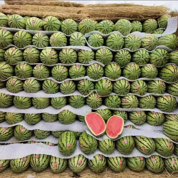 🔥 (New Harvest)🔥🍉Lazy Man's Watermelon Seeds| 🌿Pre-Primed for High Germination (99% Germination)