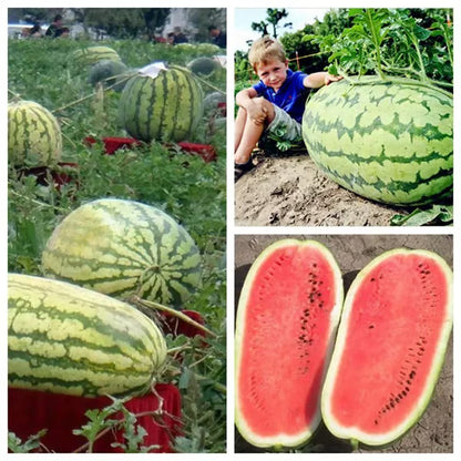 🔥 (New Harvest)🔥🍉Lazy Man's Watermelon Seeds| 🌿Pre-Primed for High Germination (99% Germination)