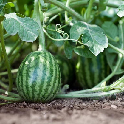 🔥 (New Harvest)🔥🍉Lazy Man's Watermelon Seeds| 🌿Pre-Primed for High Germination (99% Germination)