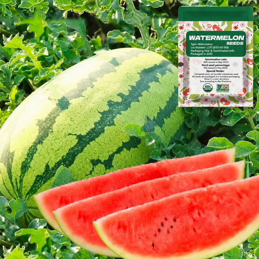 🔥 (New Harvest)🔥🍉Lazy Man's Watermelon Seeds| 🌿Pre-Primed for High Germination (99% Germination)