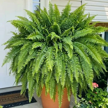 💥 50% OFF  Glowing Boston Ferns with Lights✨ Zero Watering & Maintenance💛